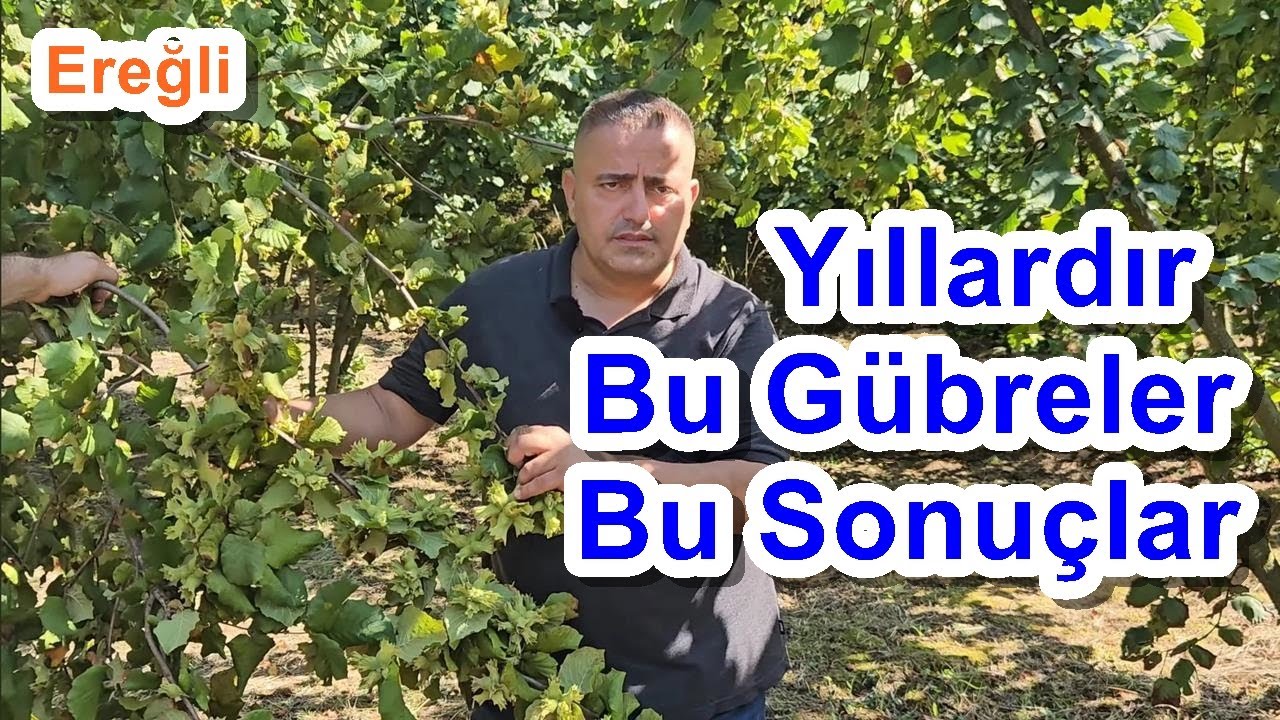 Fındıkta Düzenli Verim için Gübreleme Programı Nasıldır