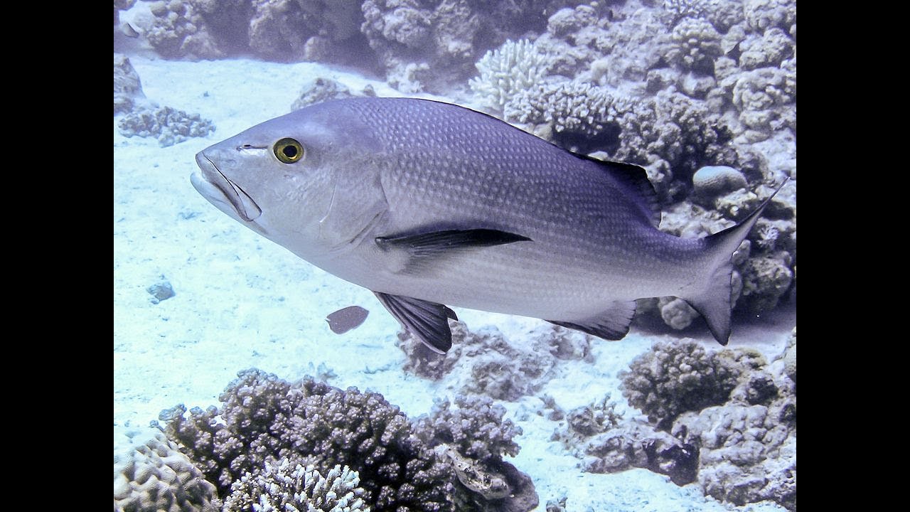 Русская рыбалка 3.99. Луциан Бохар. Красноморский промысел.