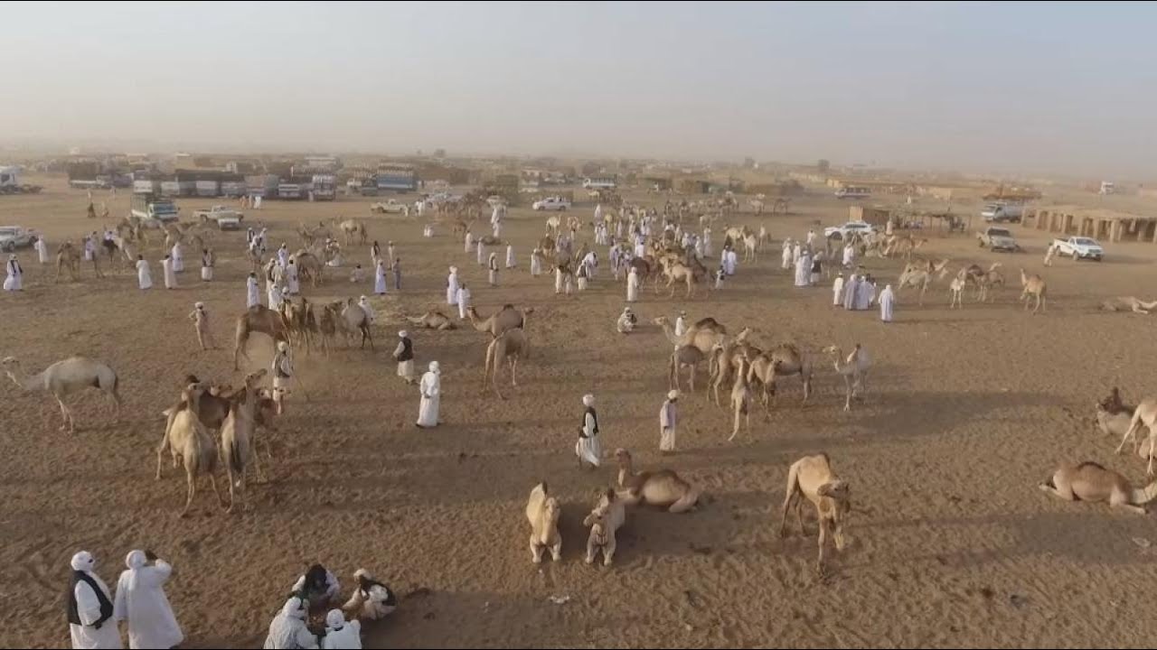 Sudan's El Molih market, a regional hub for dromedary trade