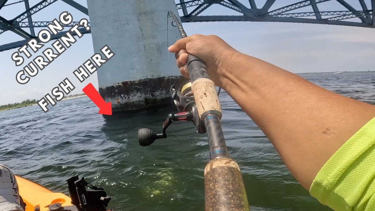 Porgymania continues!