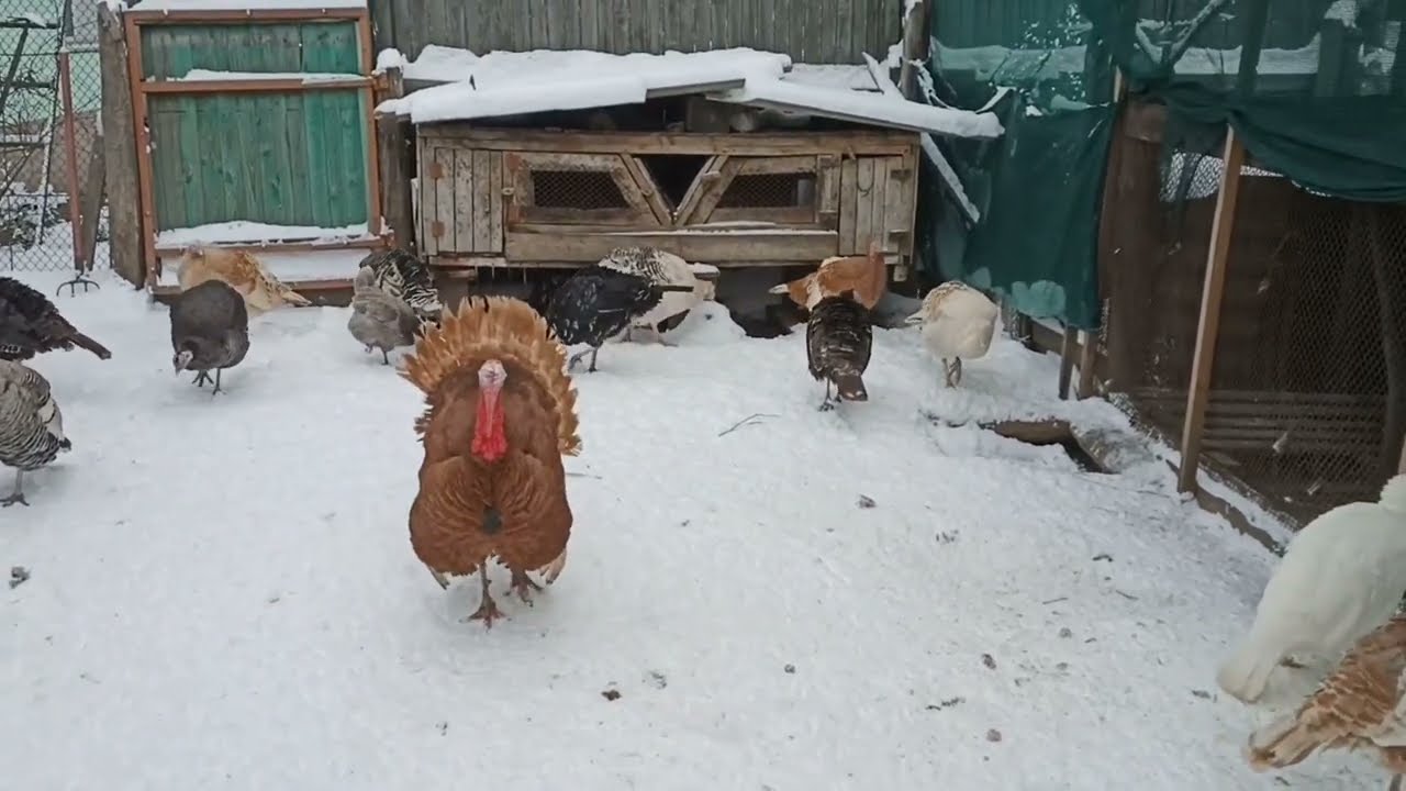 A red turkey is walking around the yard today