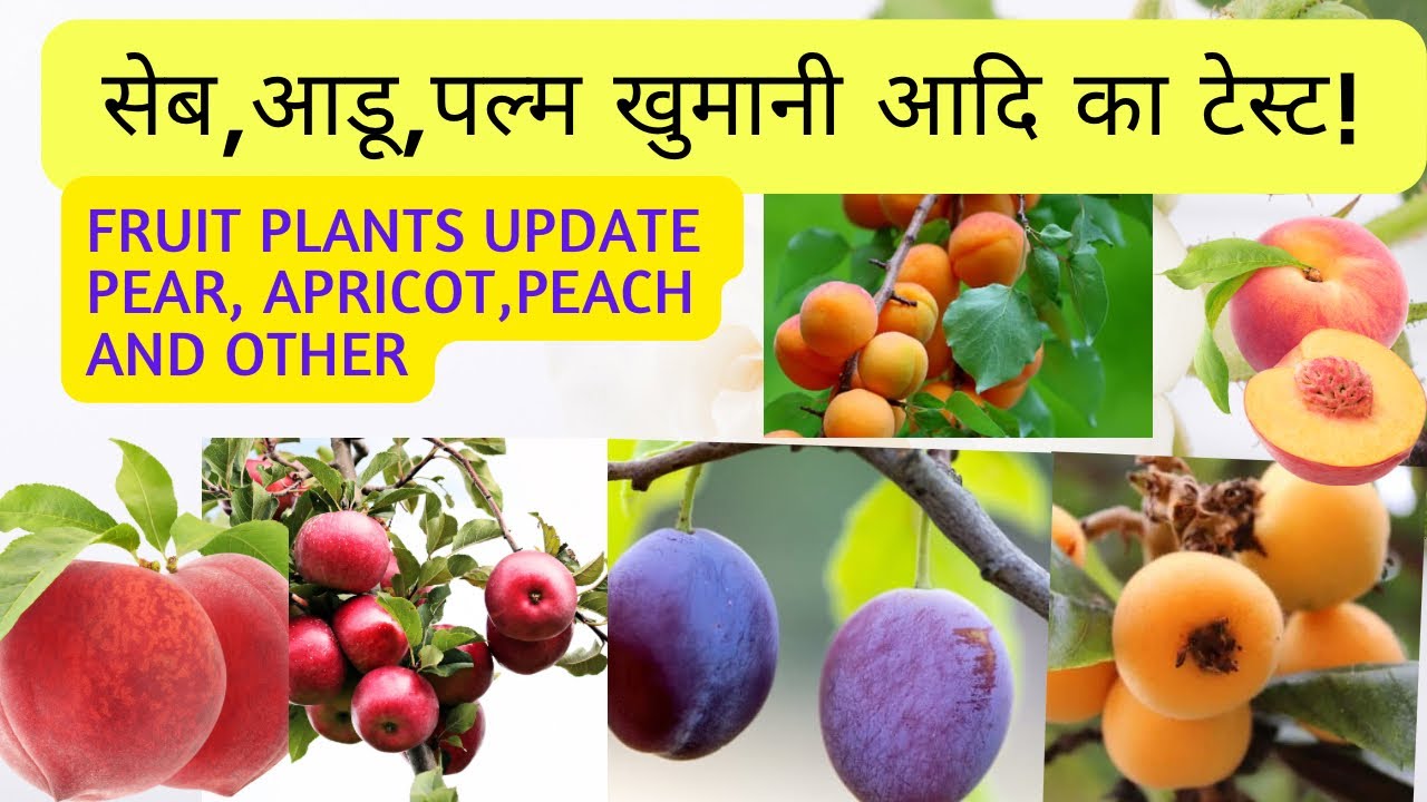 Fruit test Update 🍏 Apple,Peach,Plum,Grape and others पौधों पर लगें फल का टेस्ट जानें 🍎🍒🍇🍎🍐🍑🥑🫒