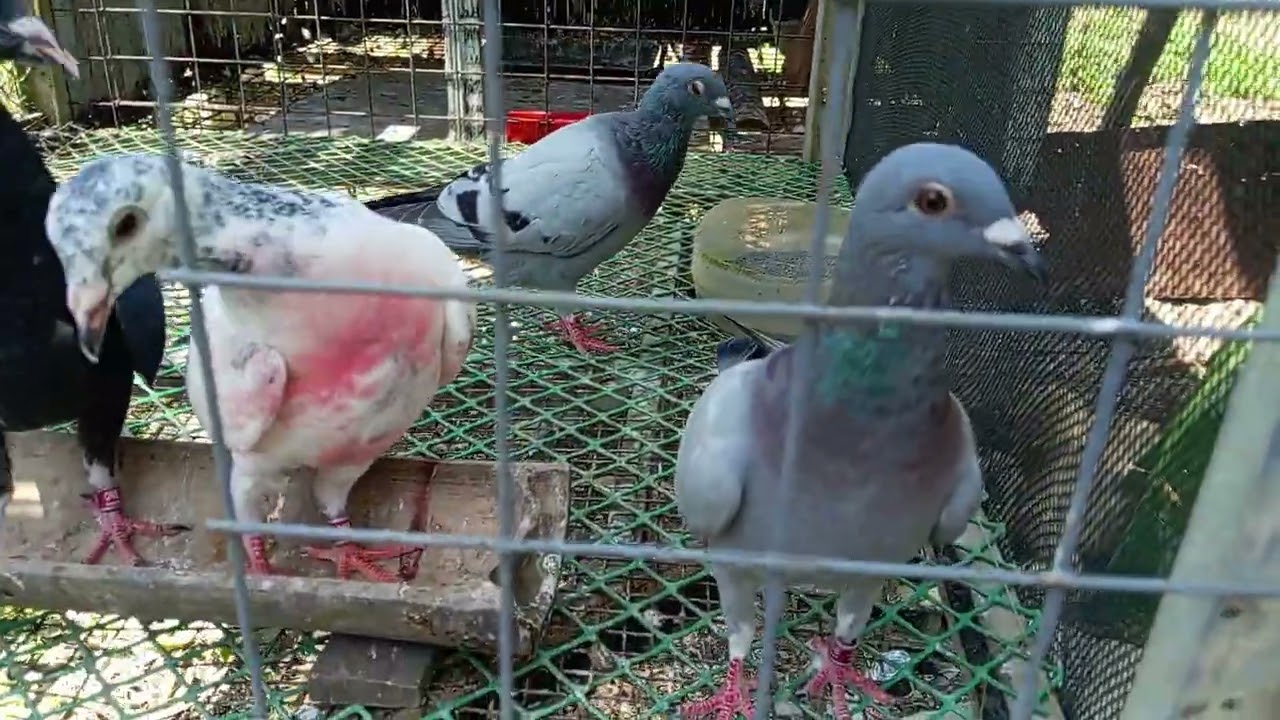 NAKATAPUS NA NG BREEDING SA NORTE/BINASAGAN ANG PANGLABAN NG NORTE.