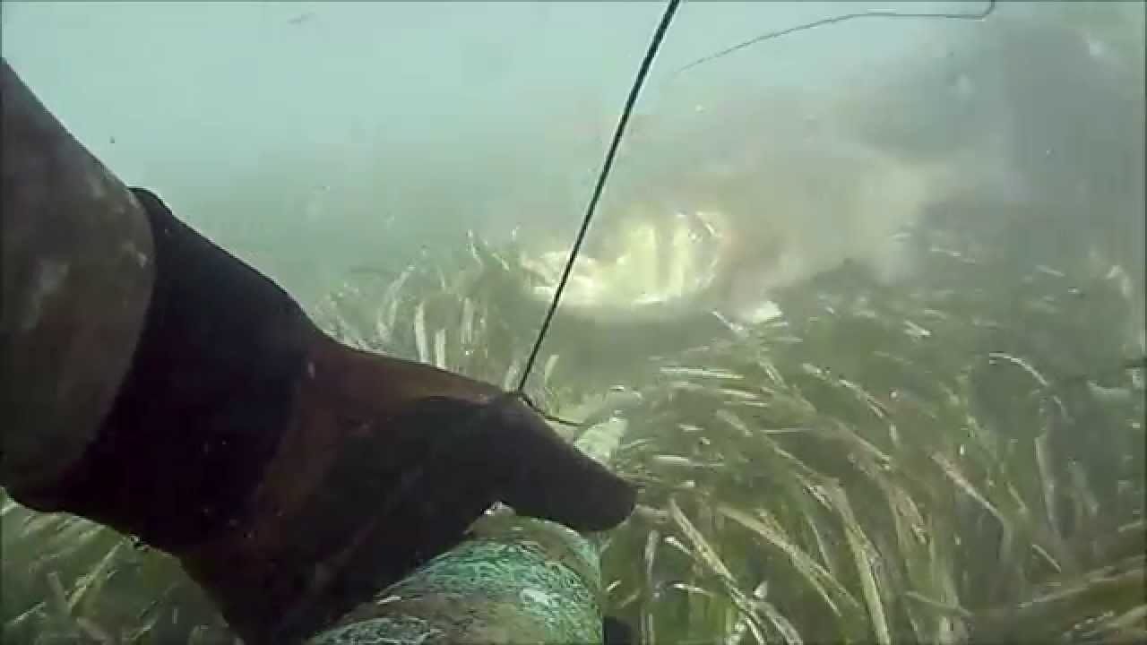 Pesca sub : Spigolona 5.2 Kg by A.russo con Apnea World Marsala