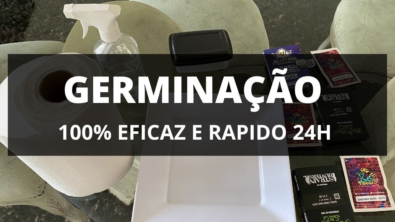 COMO GERMINAR UMA SEMENTE DE MACONHA CANNABIS - COMO PLANTAR MACONHA EP2