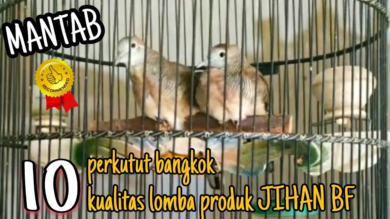 TOP 10 PERKUTUT BANGKOK SUARA MERDU MILIK JIHAN BIRD FARM PASURUAN