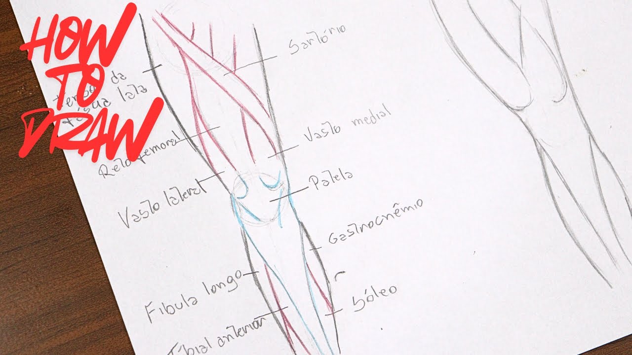 Ninguém te ensina isso sobre anatomia