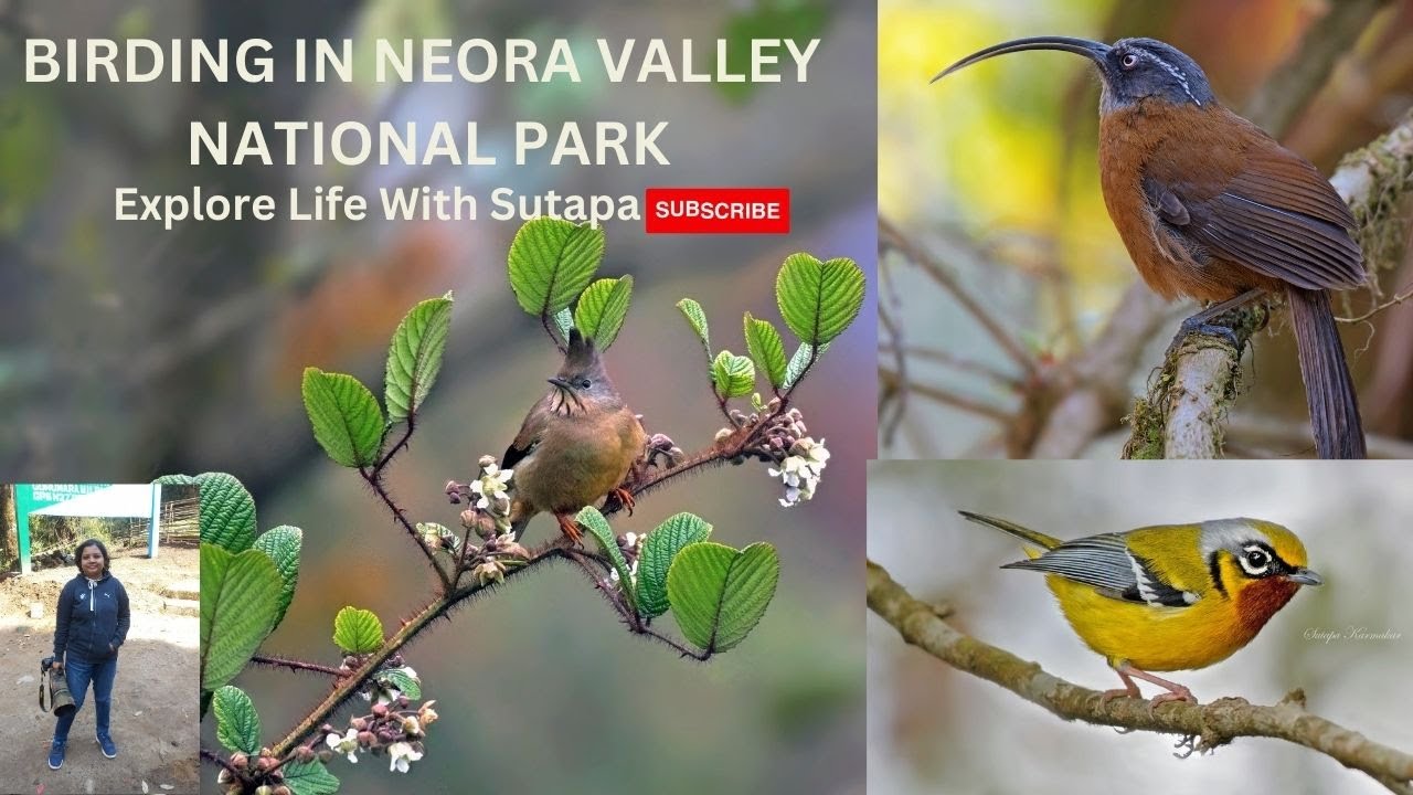 Part 1 of Lava Trip | Himalayan Bird | Wildlife | Neora Valley National Park