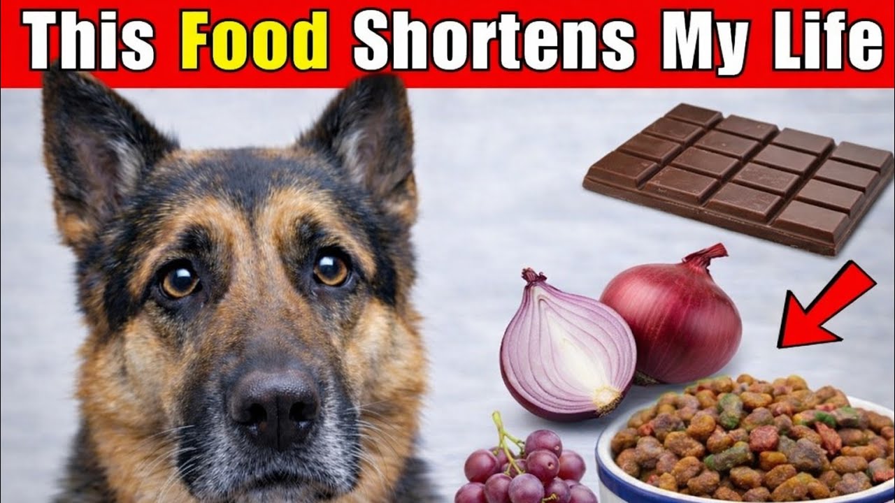 15 Foods That Secretly Shorten Your German Shepherd’s Life (Vets Warn Owners)