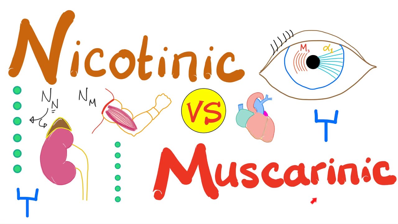 Nicotinic vs. Muscarinic Receptors - Acetyl Choline (A.Ch) - Pharmacology