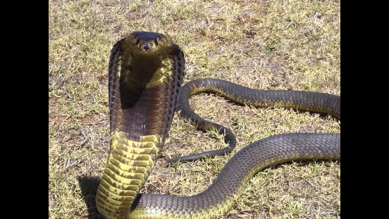 Top 10 longest venomous snakes in the world