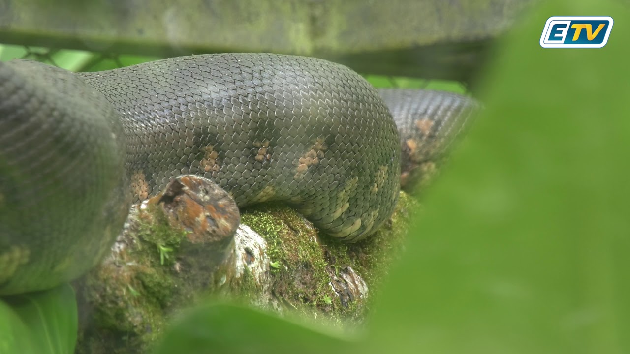 🔴 Découverte de reptiles non endémiques en Guadeloupe: un phénomène pas nouveau mais inquiétant!