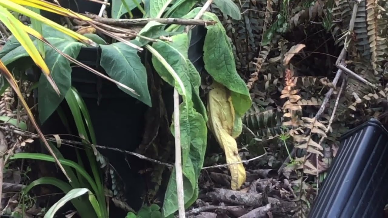Garden VLOG soft closing 1/21/26-2/10/26- frosts, freezes, and new plant materials