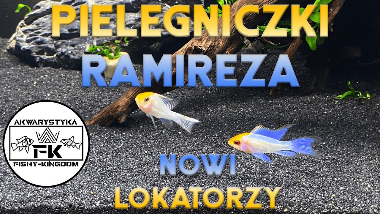 #2 Pielęgniczki Ramieza - Mikrogeophagus ramirezi (Electric Blue)🤩Prosta Rybka? Krewetki Red Cherry🦐