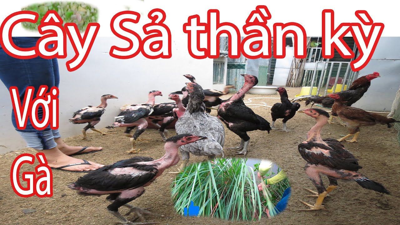 Cây Sả và tác dụng 
