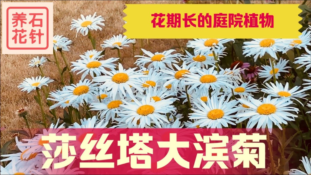 莎丝塔大滨菊 - 多年生、花期长的白菊花 - Shasta Daisy