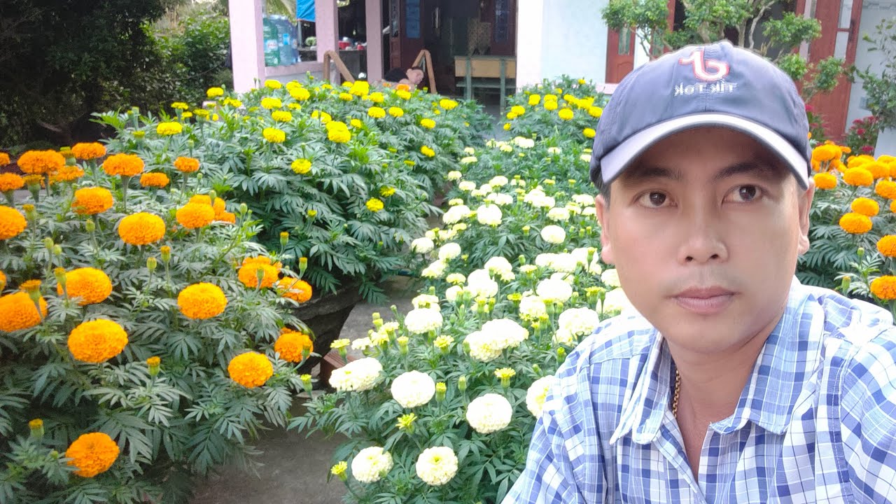 Cách trồng bông vạn thọ tết 2026,giai đoạn cuối, huỳnh tinh vlog 
