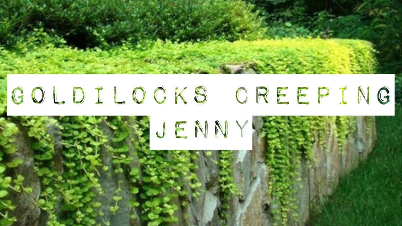 Goldilocks Creeping Jenny-A living mulch & baby toads! #creepingjenny #moneywort #livingmulch #toads