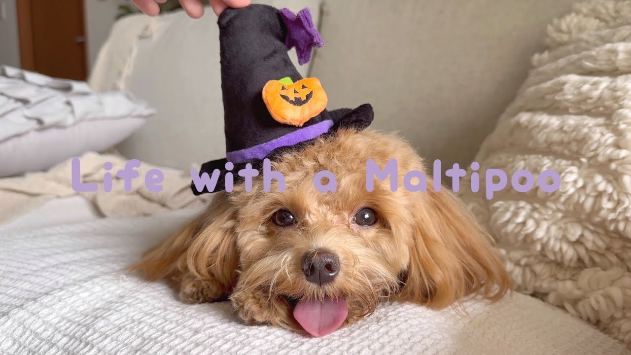Life with a Maltipoo 💜🧸 Gloomy sunday vlog ☁️🐾🎃🧙🏼‍♀️