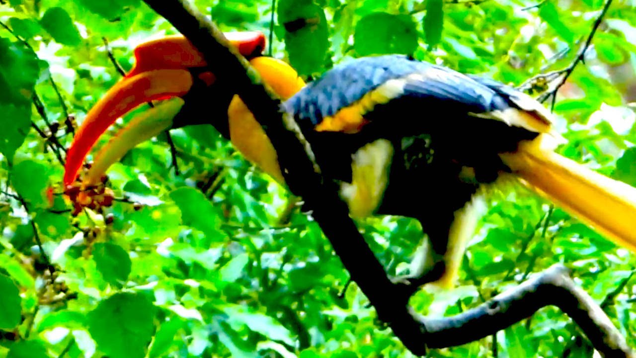 Incredible: Rare Hornbill with Giant Red Beak Filmed in the Wild!