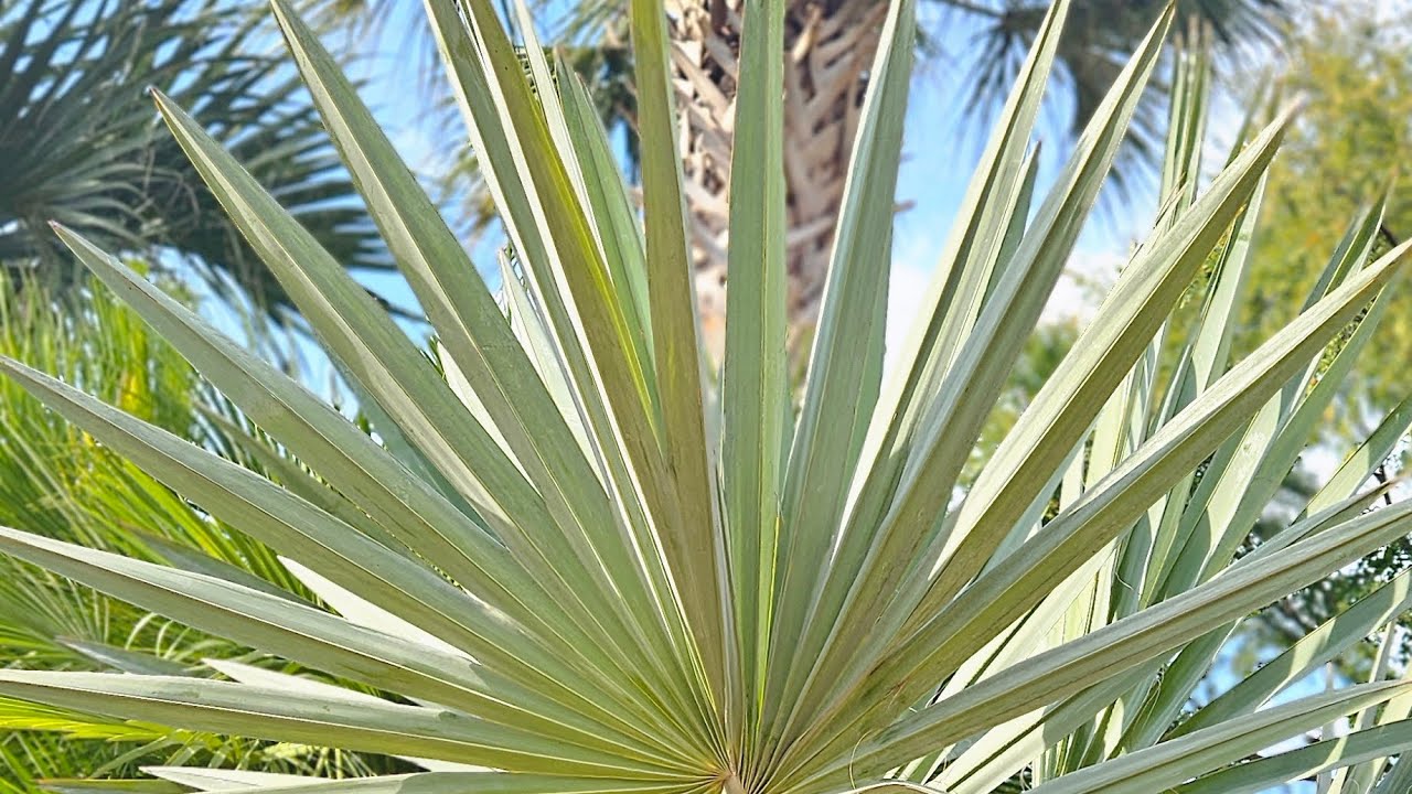 Big Palm Project 