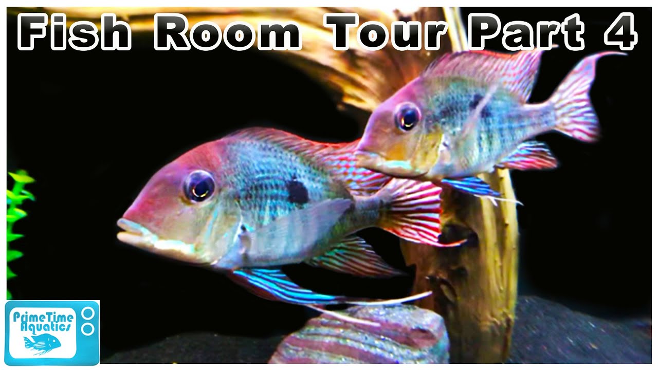 Fish Room Tour 2020: Part 4 - Our Largest Tank and Amazing Geophagus!