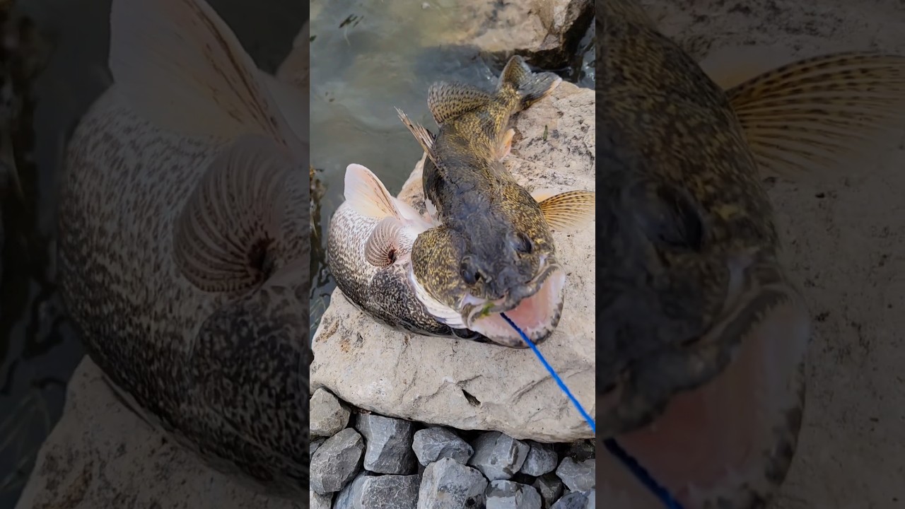 Couple mid-day Saugeye 🤫🔥 #saugeye #fishing #fish #bankfishing #swimbait #tips