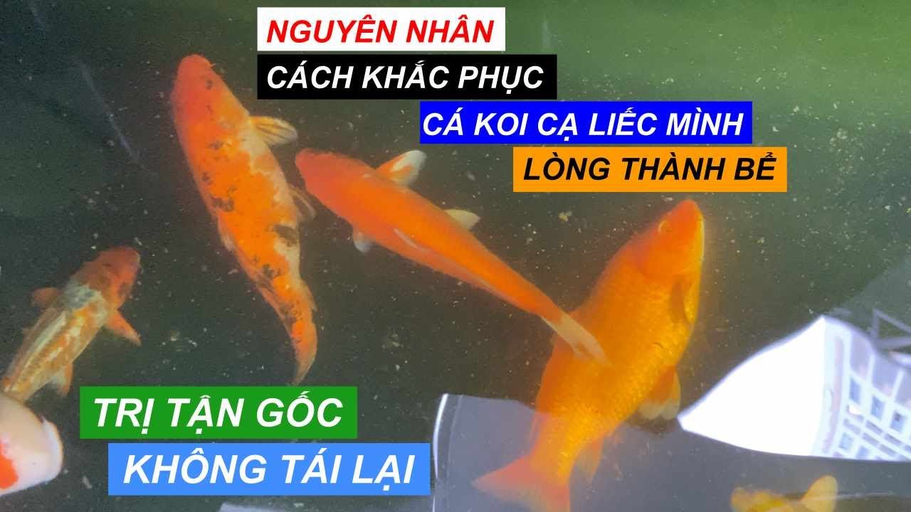Nguyên Nhân Và Cách Khắc Phục Cá Koi Cạ Liếc Mình Xuống Lòng Thành Hồ. Trị Dứt Điểm Hiệu Quả #cakoi