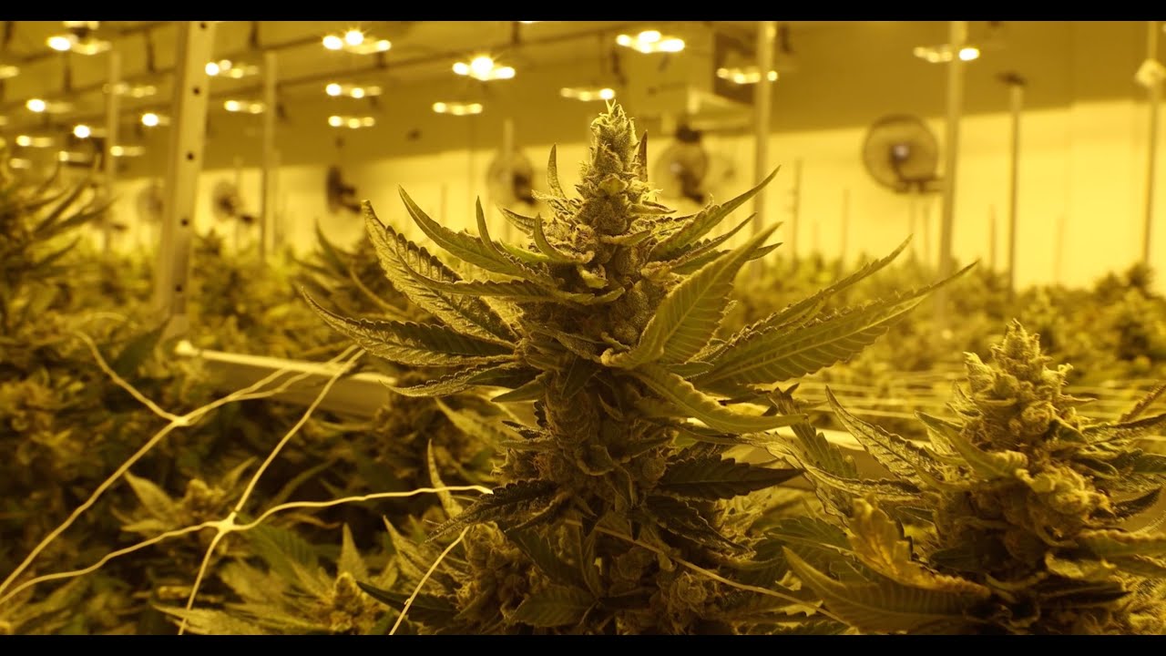 gLeaf Medical to begin selling legal pre-rolls and flowers at their Short Pump locations
