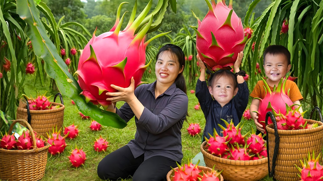 Havesting 1000+ super juicy red dragon fruit to sell at the market, cooking tasty meal for my family