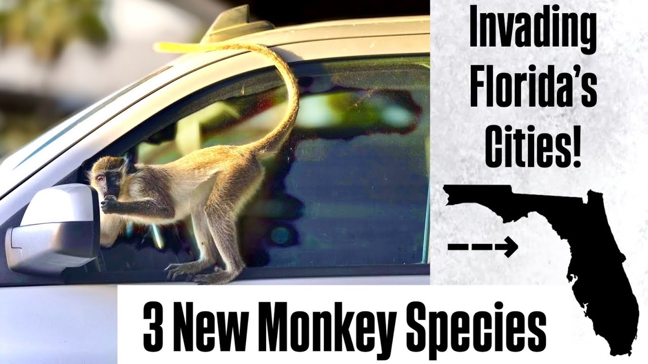 Florida's Invasive Monkey Problem Just Got Worse!