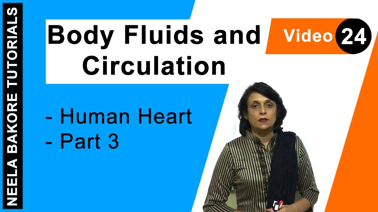 Body Fluids and Circulation | NEET | Human Heart - Part 3 | Neela Bakore Tutorials