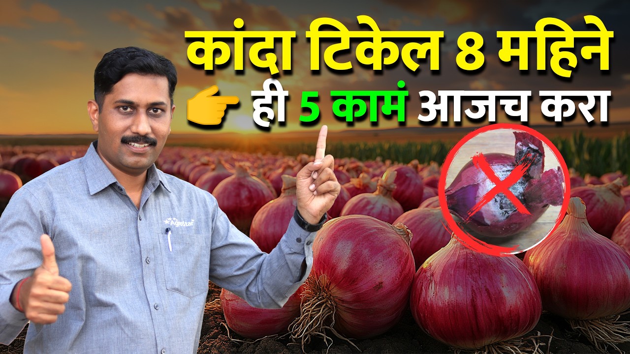 kanda खराब होतोय? | कांदा काढणी आणि साठवणी टिप्स | Onion Farming | AgroStar #onionstorage