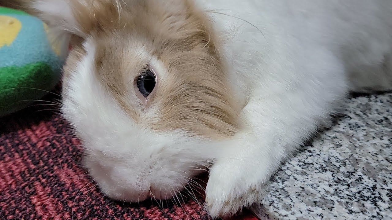 Bunny mofu is live! 17 FEB 2026 #可愛い #かわいい #bunny #rabbit #cute #ふわふわ #うさぎ #relaxing #動物 #viralvideo