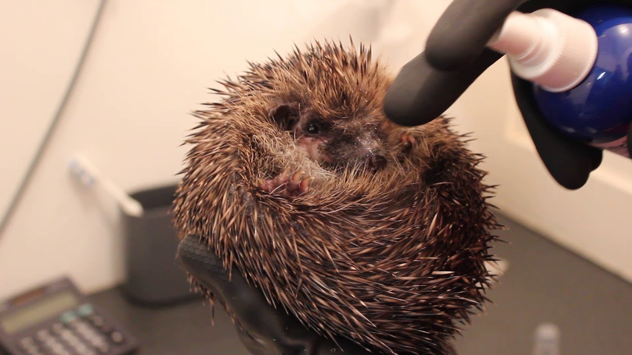 Wild hedgehog being treated for a skin condition