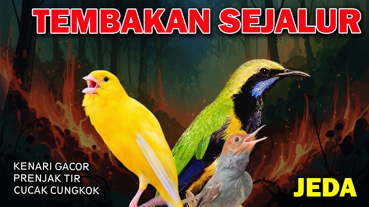 MASTERAN PUKULAN PANJANG KOMBINASI CUCAK CUNGKOK GACOR KENARI SEJALUR DAN PRENJAK TIR