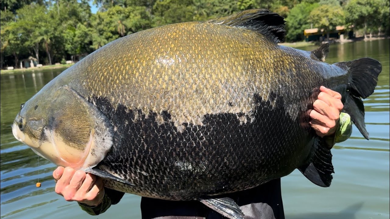 34KILOS DE TAMBAQUI NA 📡/PESQUEIRO CORREGO DAS ANTAS/BRIGA SINISTRA DESSE PEIXE