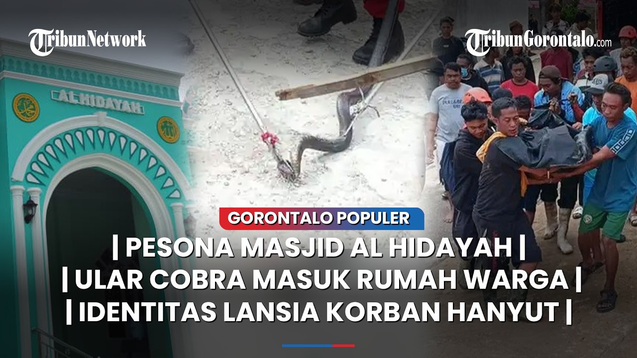 🔴GORONTALO POPULER ~ Masjid Al Hidayah, Ular Cobra Masuk Rumah Warga, Lansia Korban Hanyut