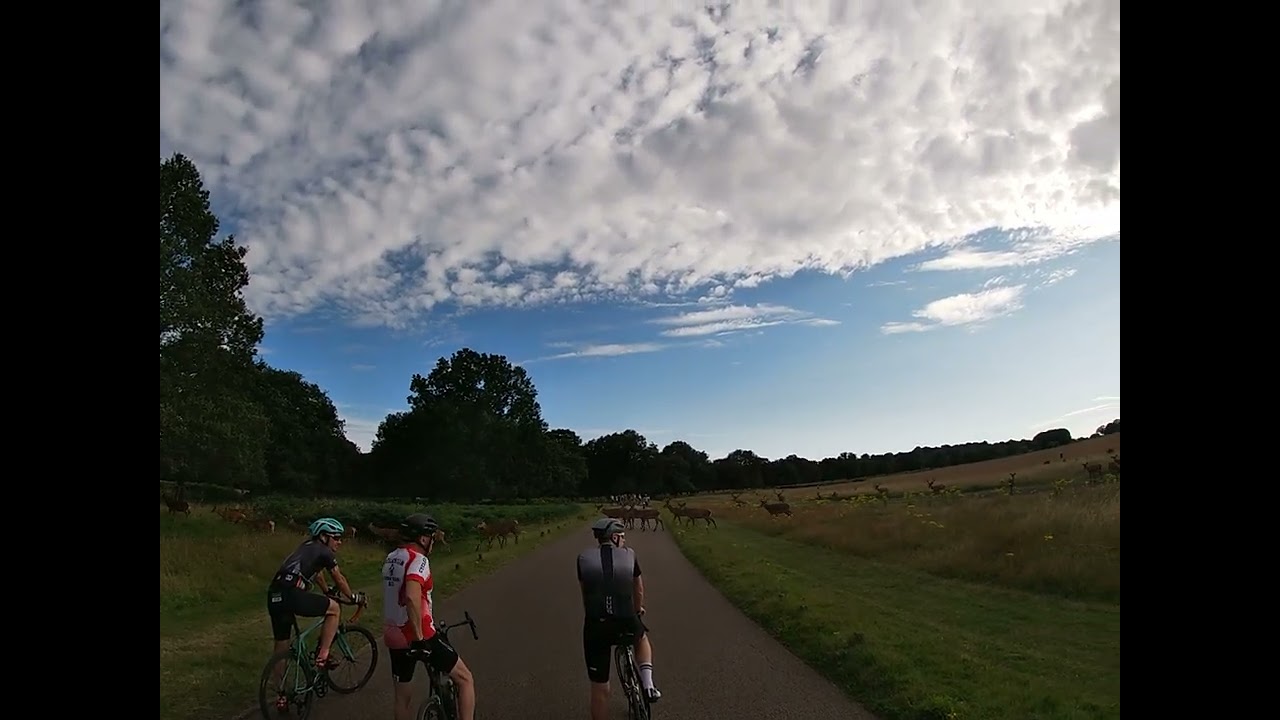 The only good traffic jams in Richmond park