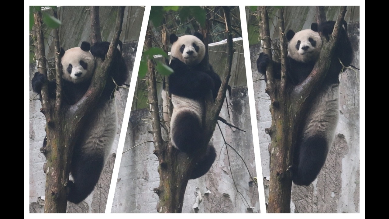 20260309 姊妹發情早早睡 圓仔上樹待一會(早餐) Giant Panda Yuan Zai