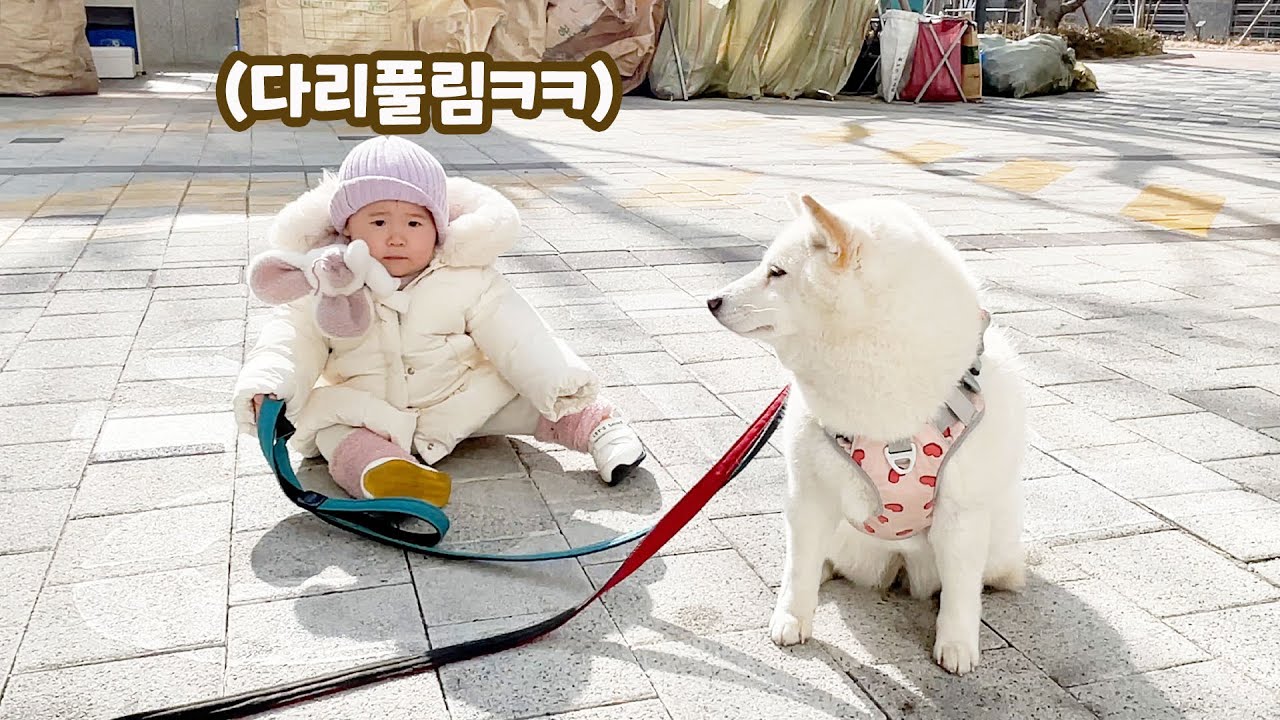 13개월 아기에게 시바견 산책을 맡겨보았더니...ㅋㅋㅋ