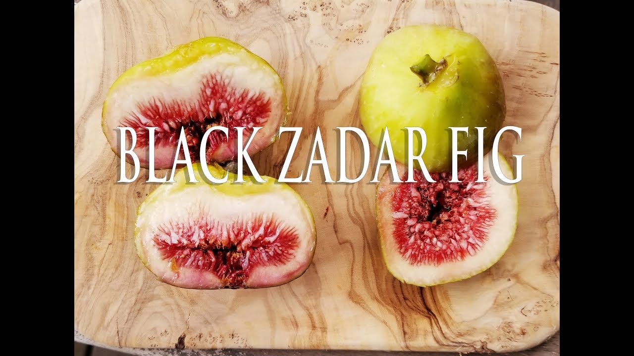 Tasting the Black Zadar Fig