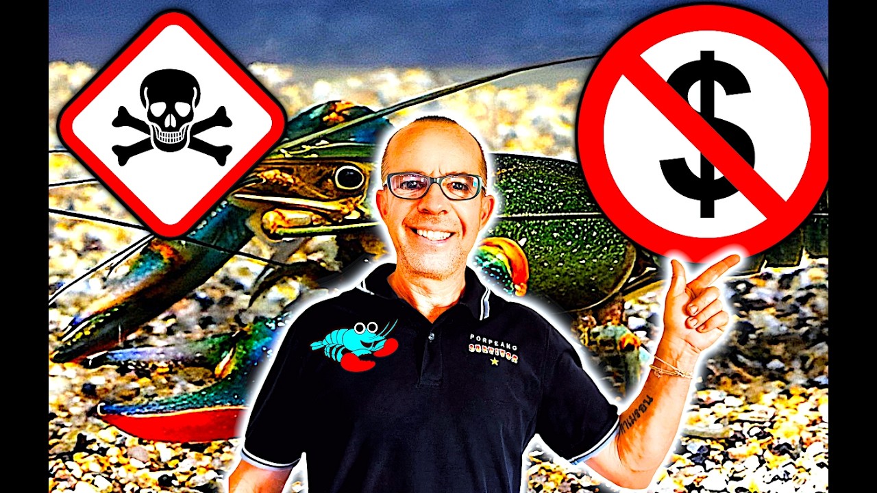10 Reasons Why Crayfish Die