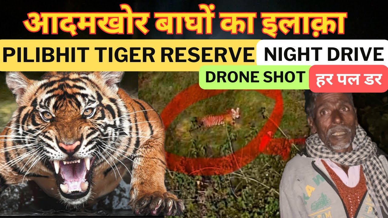आदमखोर बाघों का इलाक़ा SUGARCANE MANEATER TIGERs Pilibhit Tiger Reserve Night Safari