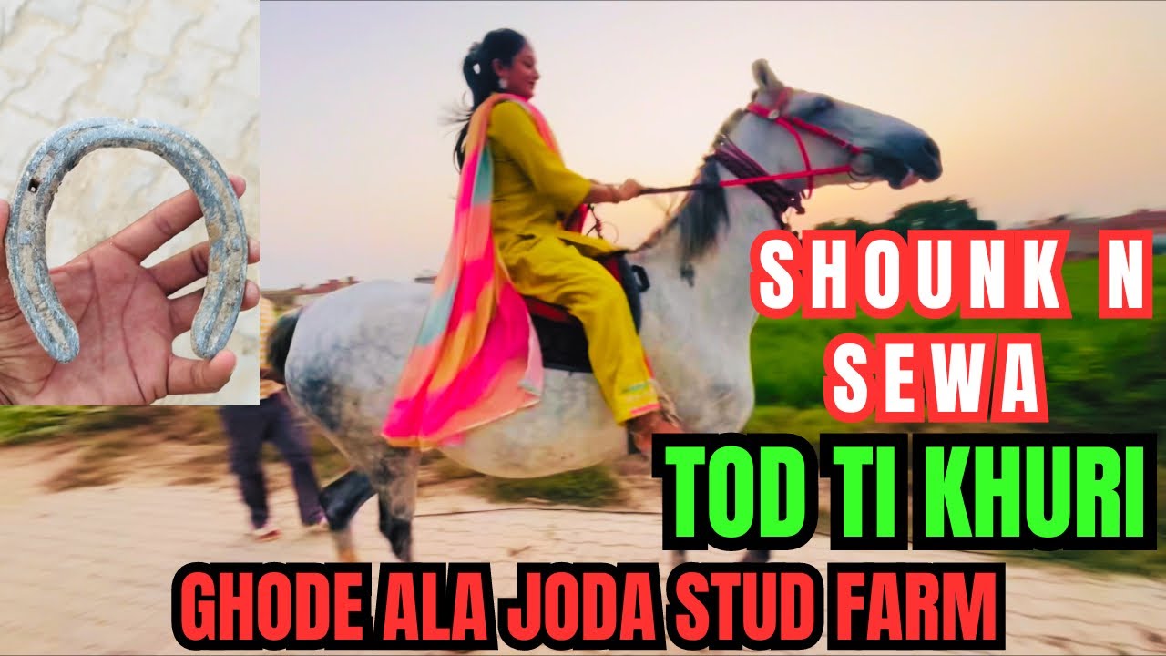 Majjuke bloodline ride || chambi da treatment || Baani da treatment || Daanveer di masti || ghode