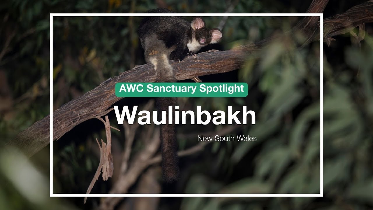 AWC Sanctuary Spotlight: Waulinbakh (NSW)