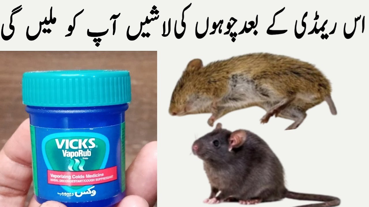Quick rat killer | Rat killer | rat trap | rat poision | hommade rat killer | rat killer home made