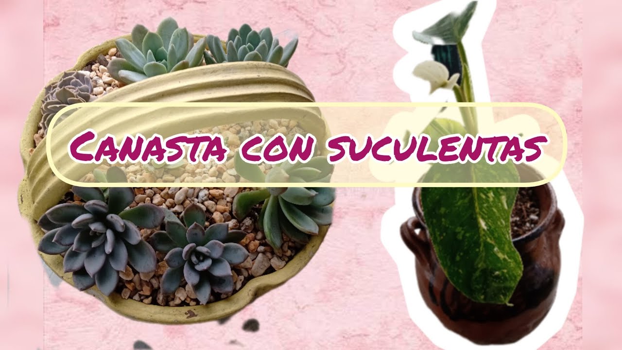 #Canasta