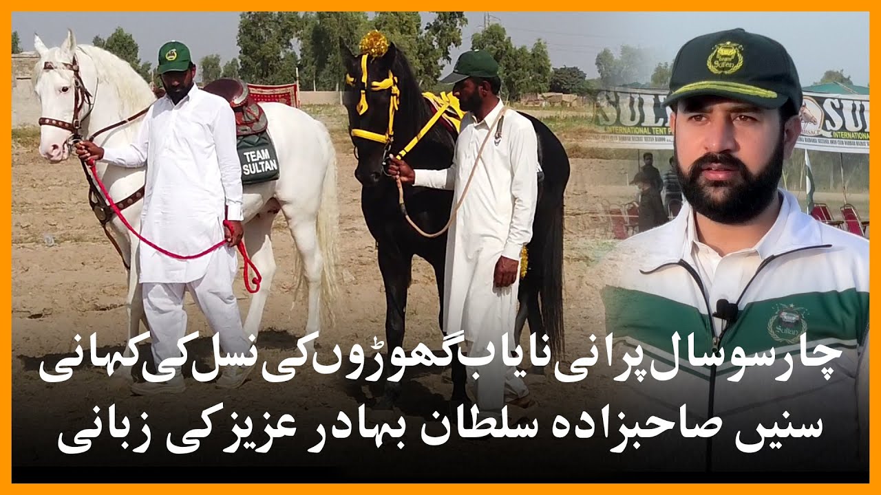 Hundreds-year-old rare breed of horses in Pakistan