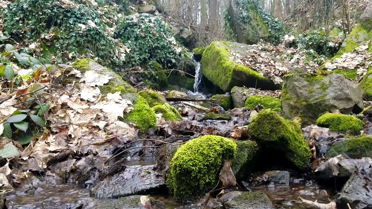 3 Minuten Entspannung und Ruhe an einem Bach. 3 minutes relax and rest.
